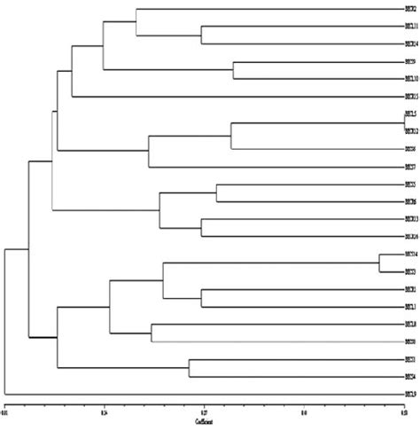 Dendrogram Showing The Relationship Of Antagonistic Endophytic Isolates