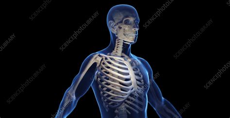 Male Skeletal System Illustration Stock Image F038 4995 Science Photo Library