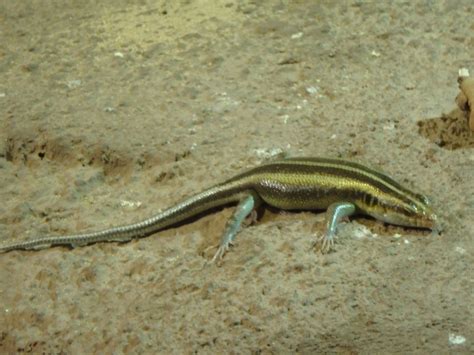 African Five Lined Skink Zoochat
