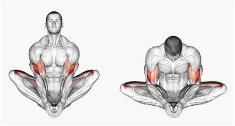 Butterfly Stretch Muscles Worked, HD Png Download , Transparent Png ...