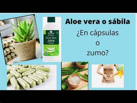 Aloe Vera Y Nopal En C Psulas Aloe Vera Y Nopal Beneficios En