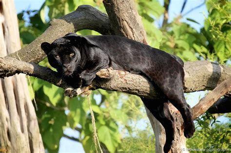 Goshi The Female Black Jaguar At Chester Zoo Relaxing In A Tree She