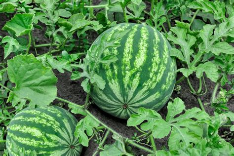 How To Grow Watermelons