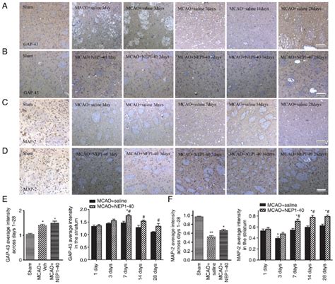 Effects Of Nep On The Expression Of Gap And Map As Determined