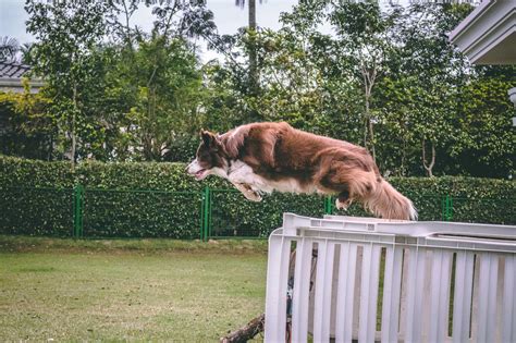 How To Stop Dog From Jumping Fence