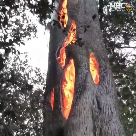 Watch Sonoma Man Finds Fire Burning Inside Tree