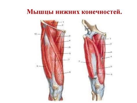 Мышцы нижних конечностей - презентация онлайн