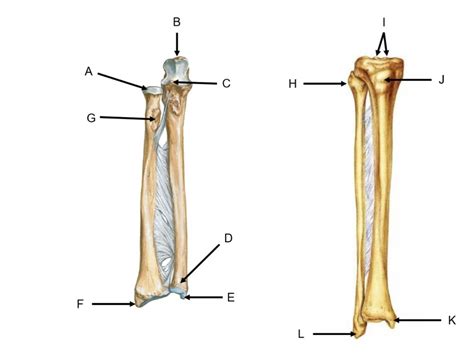 Radius And Ulna Tibia And Fibula A P Lab Diagram Quizlet