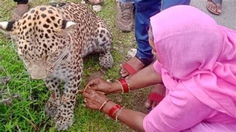 Rajasthan Woman Ties Rakhi To Ailing Leopard Pic Goes Viral India Today