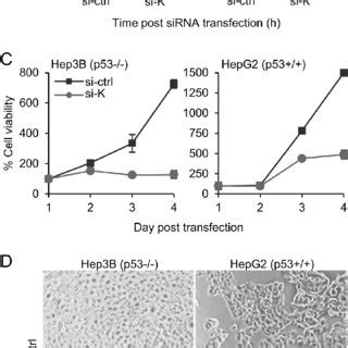 Downregulation Of Hnrnp K Reduces Hcc Cell Viability A Effect Of