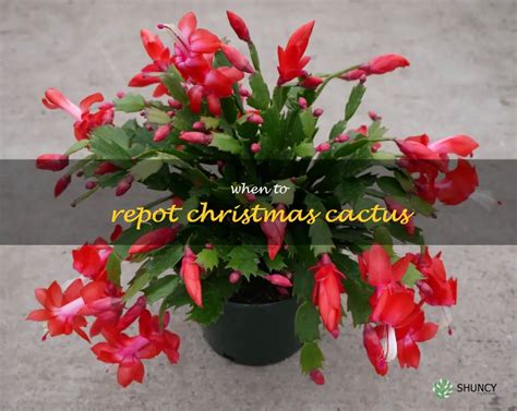 The Perfect Time To Repot Your Christmas Cactus Shuncy