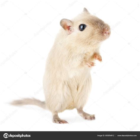 Curious Cream Colored Gerbil Standing Hind Legs Isolated White