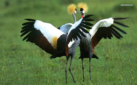 Ugandas National Symbol The Crested Crane Hwmco Nederland Nica