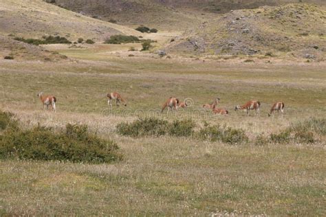 Guanacos in Torres Del Paine National Park, Chile Stock Image - Image of lama, green: 239829921