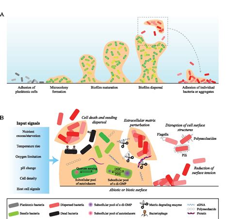 Molecular Microbiology Microbiology Journal Wiley Online Library