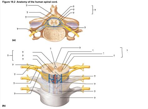 human spinal cord diagram Diagram | Quizlet