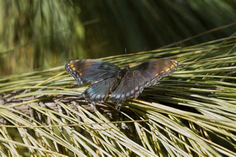 Dark Female Tiger Swallowtail Butterfly Papilio Glaucus On Pine