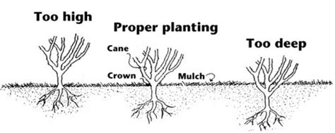 How To Plant And Care For Rose Bushes Dengarden