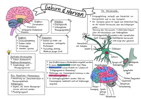 Sketchnote Nerven Und Gehirn Unterrichtsmaterial Im Fach Biologie