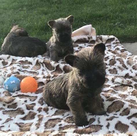 Cairn Terrier Puppies For Sale California Street Ca 258893