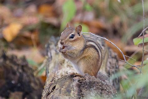 Eastern Chipmunk • PAUL ROEDDING PHOTOGRAPHY