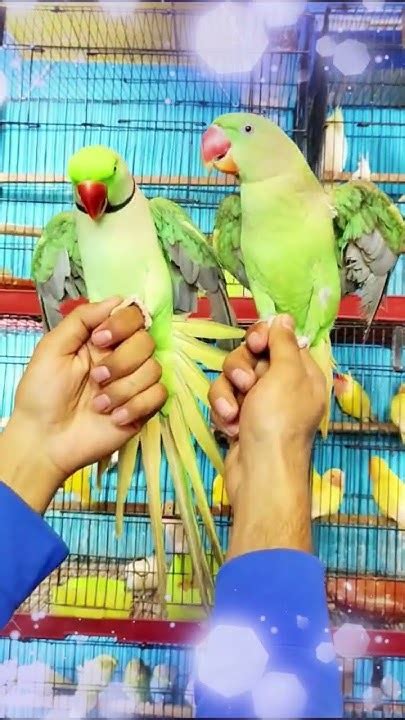 Hand Tamed Green Parrots 🦜🦜 Hand Tame Parrot Shrots Viral