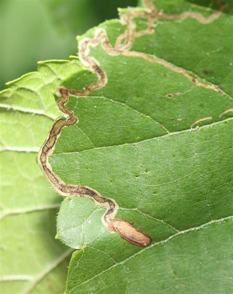 Maryland Biodiversity Project Phyllocnistis Vitifoliella