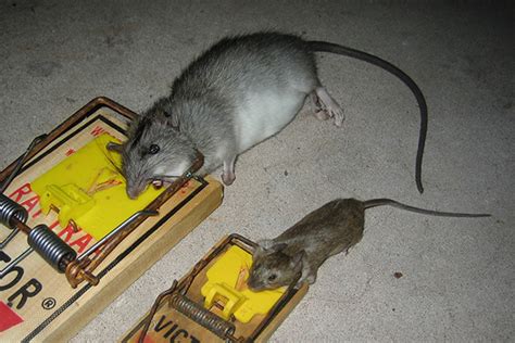 How to Trap Rats - Rat Trapping Tips