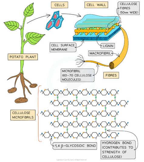 Edexcel A SNAB A Level Biology 复习笔记4 2 5 Plant Fibres 翰林国际教育