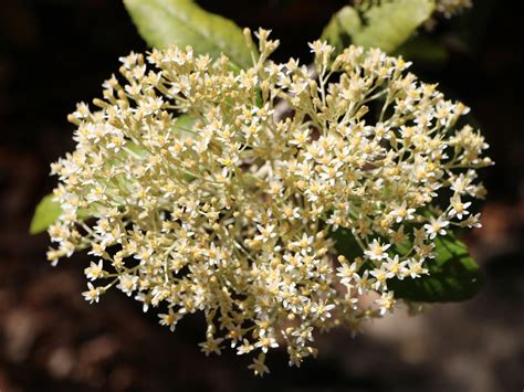 Olearia argophylla – Musk Daisy Bush | Gardening With Angus