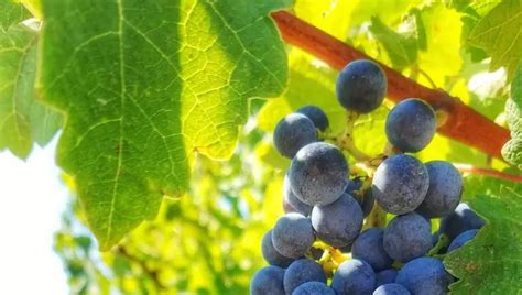 Are Grape Vines Poisonous To Dogs Explained For Beginners