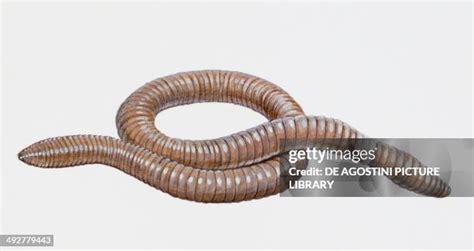 Giant Gippsland Worm Photos And Premium High Res Pictures Getty Images