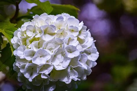 How To Replant Hydrangea A Step By Step Guide For Successful Transplanting