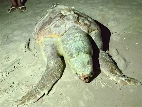 Tartaruga Cabe Uda Encontrada Morta Em Praia De S O Francisco De