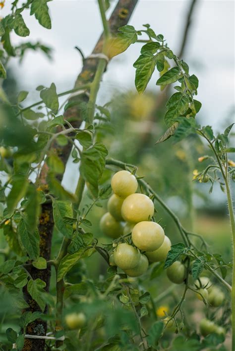 Tomatoes Fruits Food Green Free Photo On Pixabay Pixabay