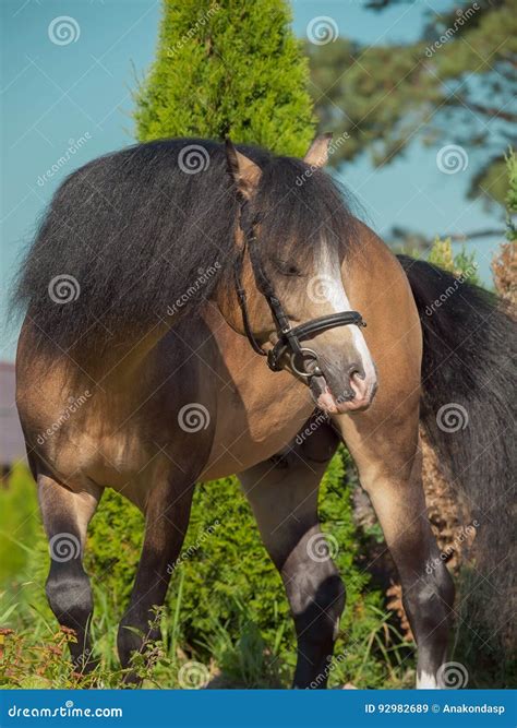 Buckskin Welsh Pony In Movement Stock Image Image Of Beautiful Move