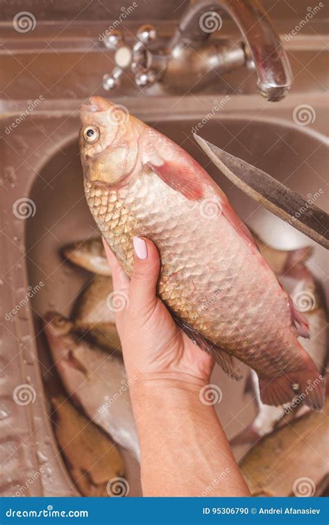 Gutting And Cleaning Of Fish Over The Sink Stock Photo Image Of