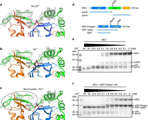 Ca²⁺ Dependent Self Cleavage And Activation Ac Electron Densities For