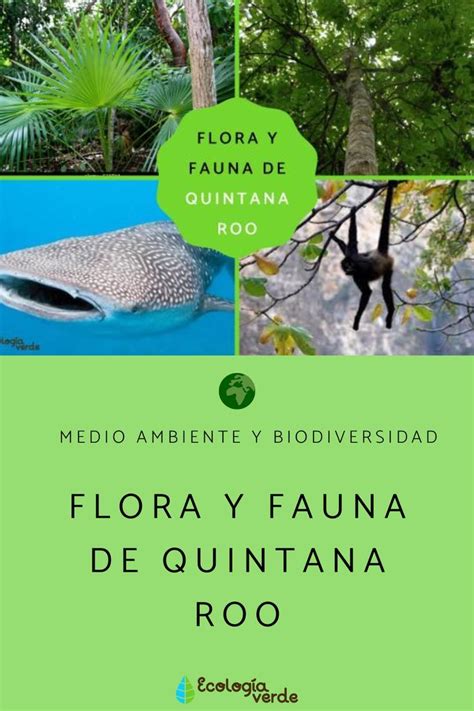 Flora y fauna de Quintana Roo Descúbrela aquí Fauna Ecología