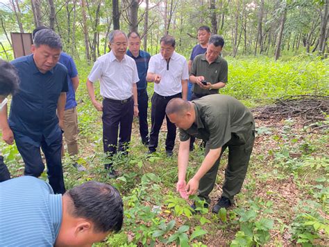 国家林草局调研指导黑龙江省林下经济发展工作 关注森林