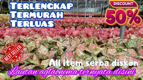 Pusat Aglaonema Terlengkap Terluas Dan Termurah Banjir Discount Semua