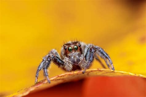 Workmans Jumping Spider Phidippus Workmani Facts Identifications