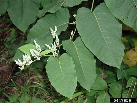 Giant Knotweed Reynoutria Sachalinensis