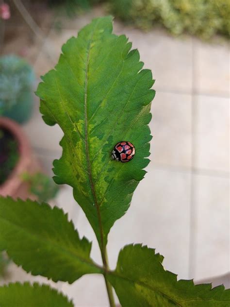 Coccinelle Scarab E Insecte Photo Gratuite Sur Pixabay Pixabay