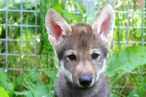 Scientists unexpectedly witness wolf puppies play fetch - Neuroscience News