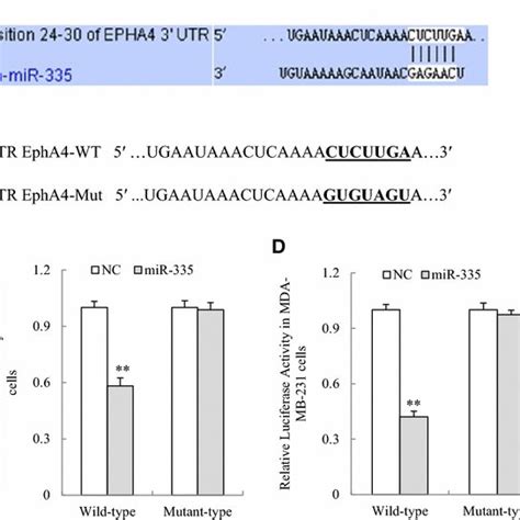 Epha Is A Direct Target Of Mir A A Predicted Mir Binding Site