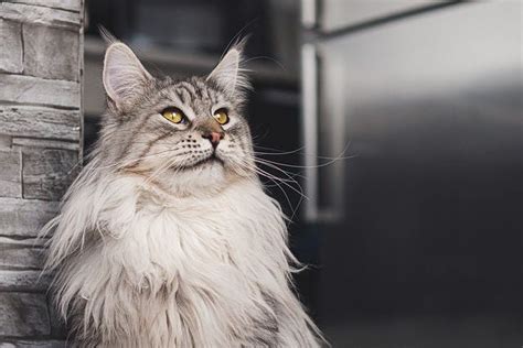 What Do Maine Coon Cats Look Like Discover Their Majestic Appearance