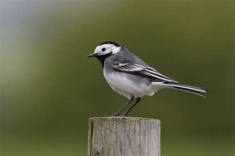 Белая трясогузка — Motacilla alba / Статьи / Птицы Европы