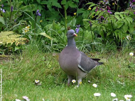 hokum: wood pidgeon