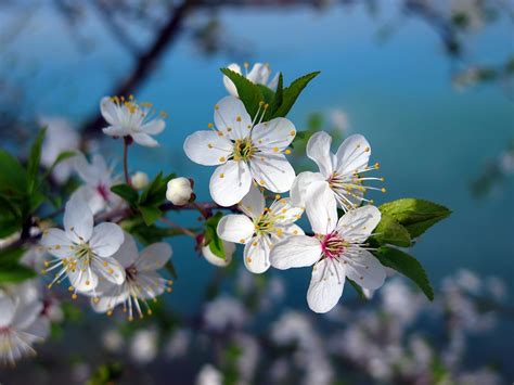 Sakura Blumen Kirschblüten Weiße Kostenloses Foto auf Pixabay Pixabay